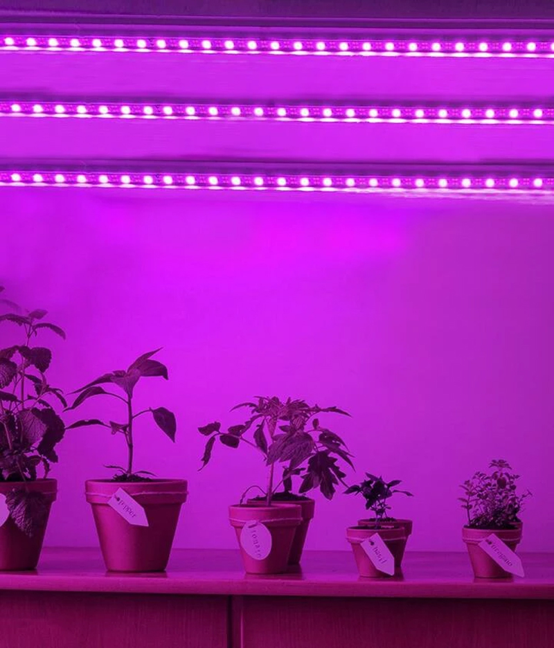 بهترین نوع و رنگ لامپ LED برای رشد گیاهان کدام‌اند؟