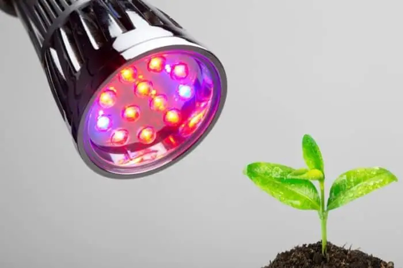 رنگ لامپ LED برای رشد گیاهان کدام‌اند؟