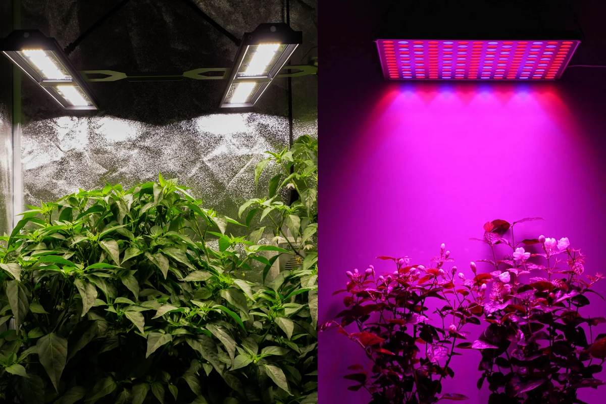 بهترین نوع و رنگ لامپ LED برای رشد گیاهان کدام‌اند؟ | ایران آداپتور
